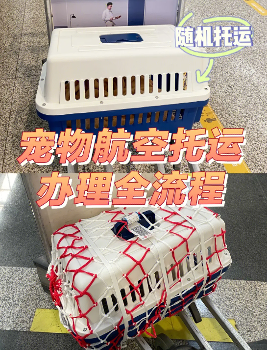 加拿大国际宠物托运手续和托运流程及注意事项