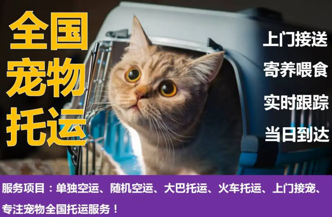 加拿大国际宠物托运手续和托运流程及注意事项